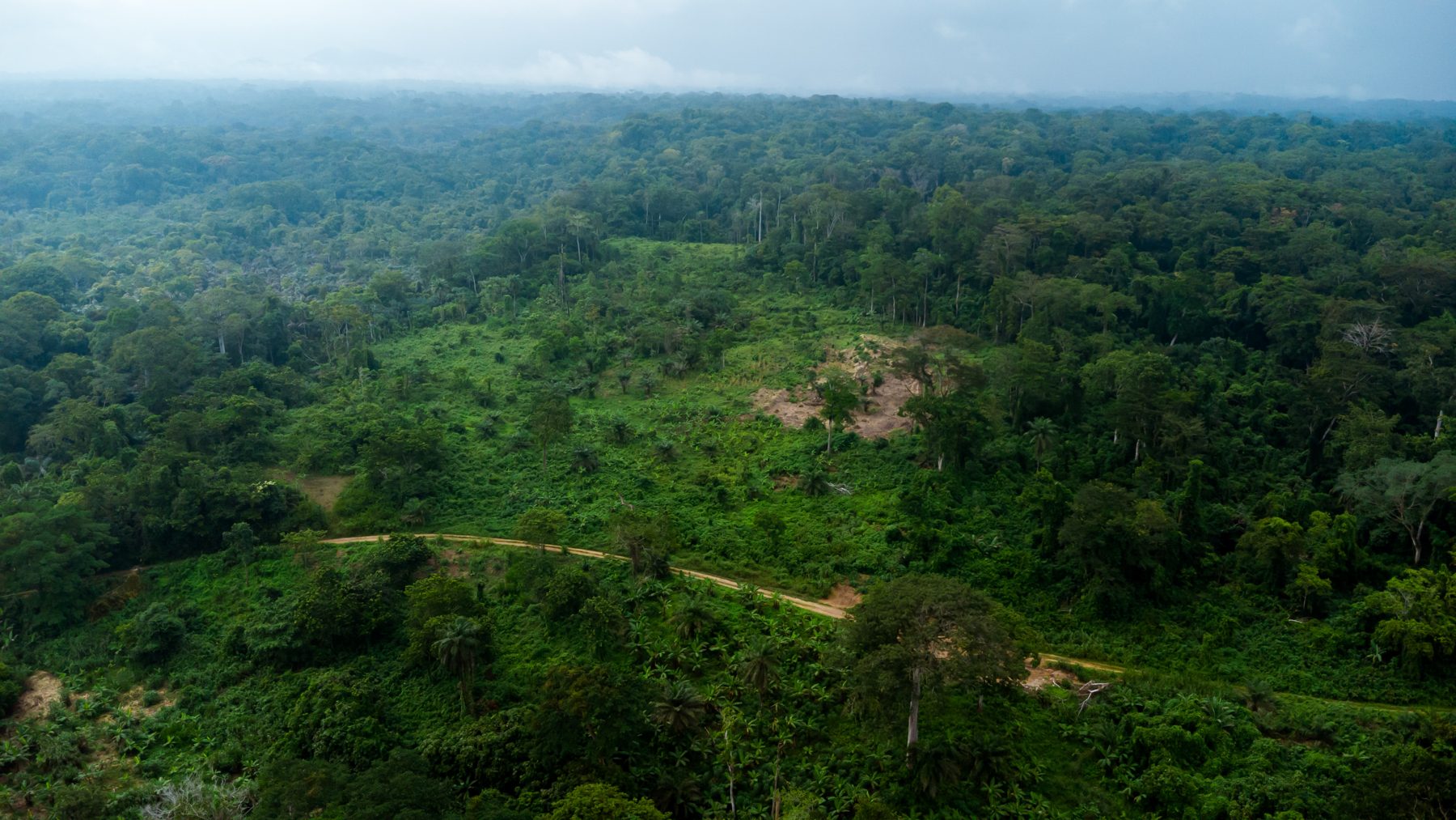 The canopy of the Cameroonian equatorial forest (Bodiman).