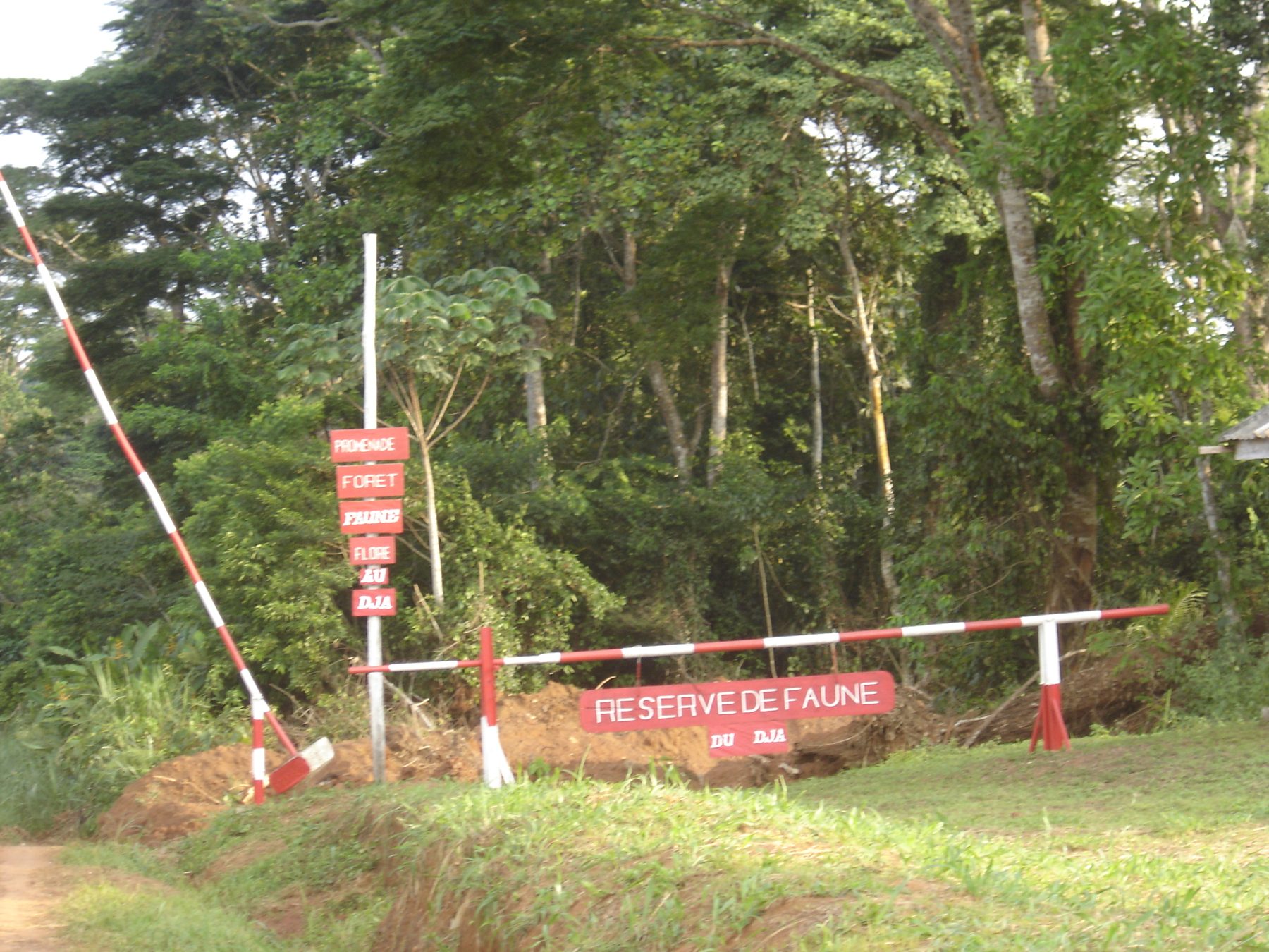 Inselberg and forest in the Dja Faunal Reserve.